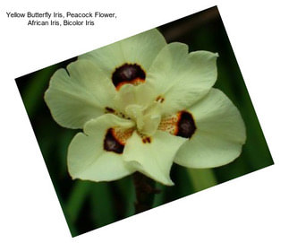 Yellow Butterfly Iris, Peacock Flower, African Iris, Bicolor Iris