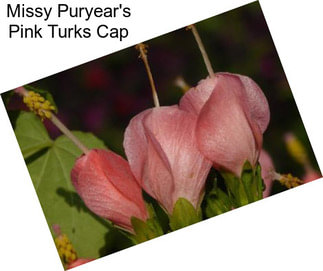 Missy Puryear\'s Pink Turks Cap