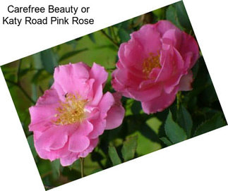 Carefree Beauty or Katy Road Pink Rose
