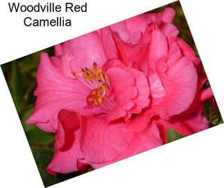 Woodville Red Camellia