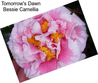 Tomorrow\'s Dawn Bessie Camellia
