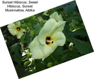 Sunset Hibiscus, Sweet Hibiscus, Sunset Muskmallow, Aibika