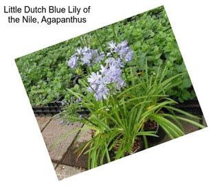 Little Dutch Blue Lily of the Nile, Agapanthus