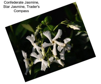 Confederate Jasmine, Star Jasmine, Trader\'s Compass