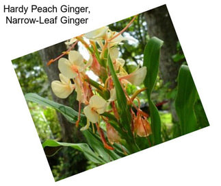 Hardy Peach Ginger, Narrow-Leaf Ginger