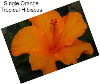 Single Orange Tropical Hibiscus