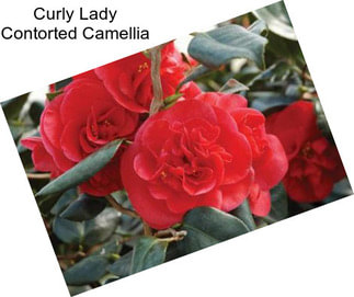 Curly Lady Contorted Camellia