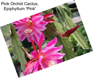 Pink Orchid Cactus, Epiphyllum \'Pink\'