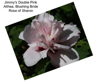 Jimmy\'s Double Pink Althea, Blushing Bride Rose of Sharon