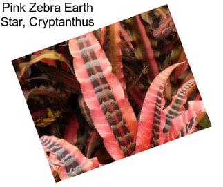 Pink Zebra Earth Star, Cryptanthus