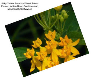 Silky Yellow Butterfly Weed, Blood Flower, Indian Root, Swallow-wort, Mexican Butterflyweed