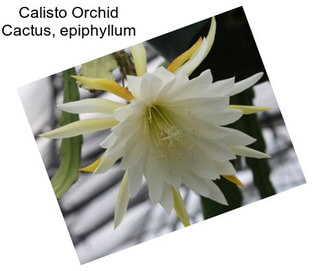 Calisto Orchid Cactus, epiphyllum