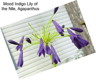 Mood Indigo Lily of the Nile, Agapanthus