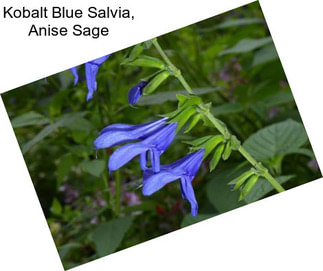 Kobalt Blue Salvia, Anise Sage