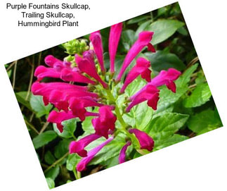 Purple Fountains Skullcap, Trailing Skullcap, Hummingbird Plant