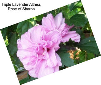 Triple Lavender Althea, Rose of Sharon