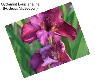 Cyclamint Louisiana Iris (Fuchsia, Midseason)