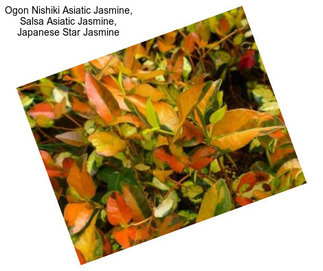 Ogon Nishiki Asiatic Jasmine, Salsa Asiatic Jasmine, Japanese Star Jasmine