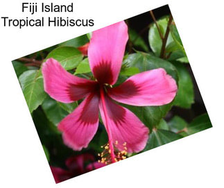 Fiji Island Tropical Hibiscus