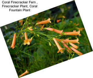 Coral Firecracker Fern , Firecracker Plant, Coral Fountain Plant