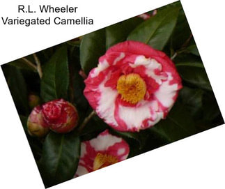 R.L. Wheeler Variegated Camellia