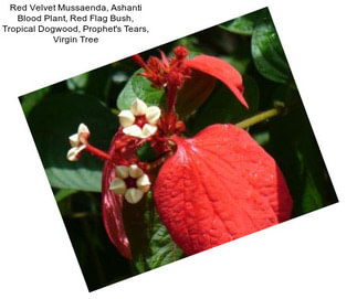 Red Velvet Mussaenda, Ashanti Blood Plant, Red Flag Bush, Tropical Dogwood, Prophet\'s Tears, Virgin Tree