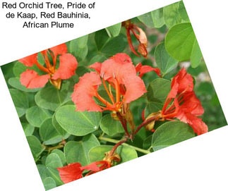 Red Orchid Tree, Pride of de Kaap, Red Bauhinia, African Plume