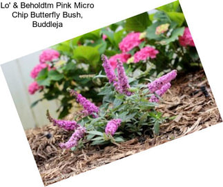 Lo\' & Beholdtm Pink Micro Chip Butterfly Bush, Buddleja