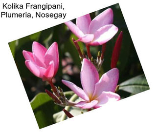 Kolika Frangipani, Plumeria, Nosegay