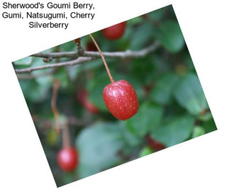 Sherwood\'s Goumi Berry, Gumi, Natsugumi, Cherry Silverberry