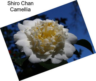 Shiro Chan Camellia