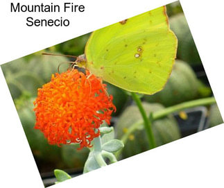 Mountain Fire Senecio