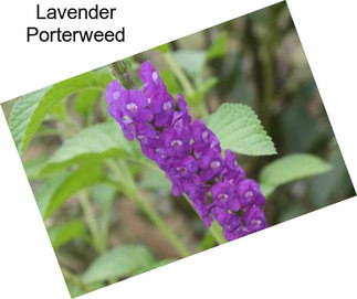Lavender Porterweed
