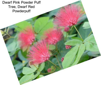 Dwarf Pink Powder Puff Tree, Dwarf Red Powderpuff