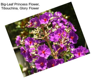 Big-Leaf Princess Flower, Tibouchina, Glory Flower