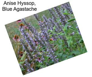 Anise Hyssop, Blue Agastache