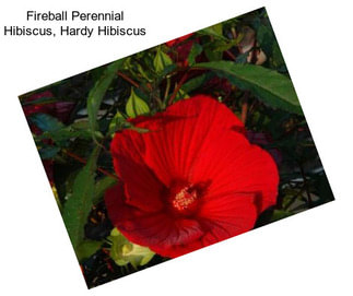 Fireball Perennial Hibiscus, Hardy Hibiscus