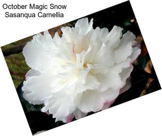 October Magic Snow Sasanqua Camellia