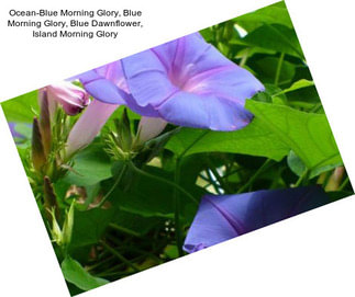 Ocean-Blue Morning Glory, Blue Morning Glory, Blue Dawnflower, Island Morning Glory