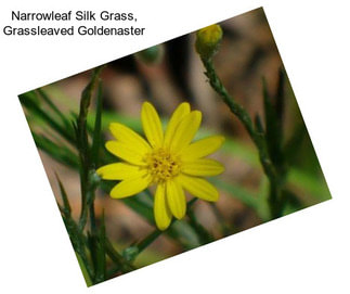 Narrowleaf Silk Grass, Grassleaved Goldenaster