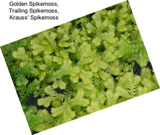 Golden Spikemoss, Trailing Spikemoss, Krauss\' Spikemoss