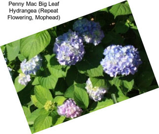 Penny Mac Big Leaf Hydrangea (Repeat Flowering, Mophead)