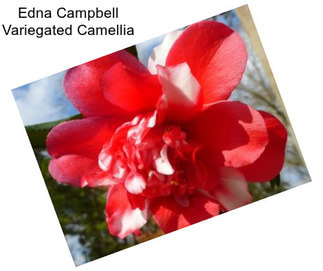 Edna Campbell Variegated Camellia