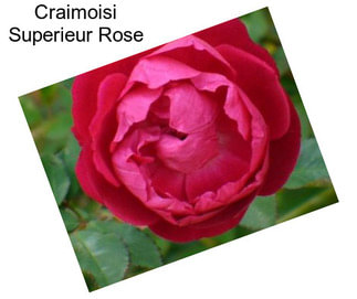 Craimoisi Superieur Rose