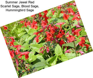 Summer Jewel Red Scarlet Sage, Blood Sage, Hummingbird Sage