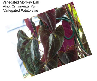 Variegated Monkey Ball Vine, Ornamental Yam, Variegated Potato vine