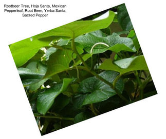 Rootbeer Tree, Hoja Santa, Mexican Pepperleaf, Root Beer, Yerba Santa, Sacred Pepper