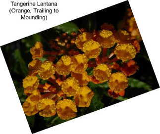 Tangerine Lantana (Orange, Trailing to Mounding)