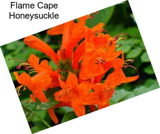 Flame Cape Honeysuckle