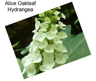 Alice Oakleaf Hydrangea